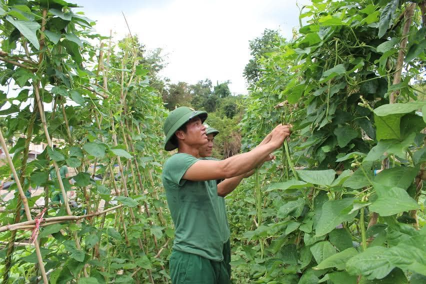 Giải pháp tăng gia hiệu quả trong mùa khô