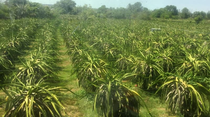 Nông nghiệp ứng dụng công nghệ cao, đòn bẩy chuyển đổi cơ cấu kinh tế