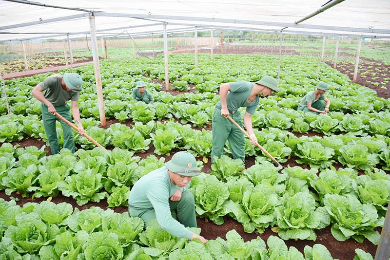 Hiệu quả từ mô hình sản xuất tập trung ở Quân đoàn 3