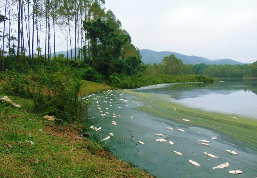 Môi trường ô nhiễm do công ty chăn nuôi xả thải
