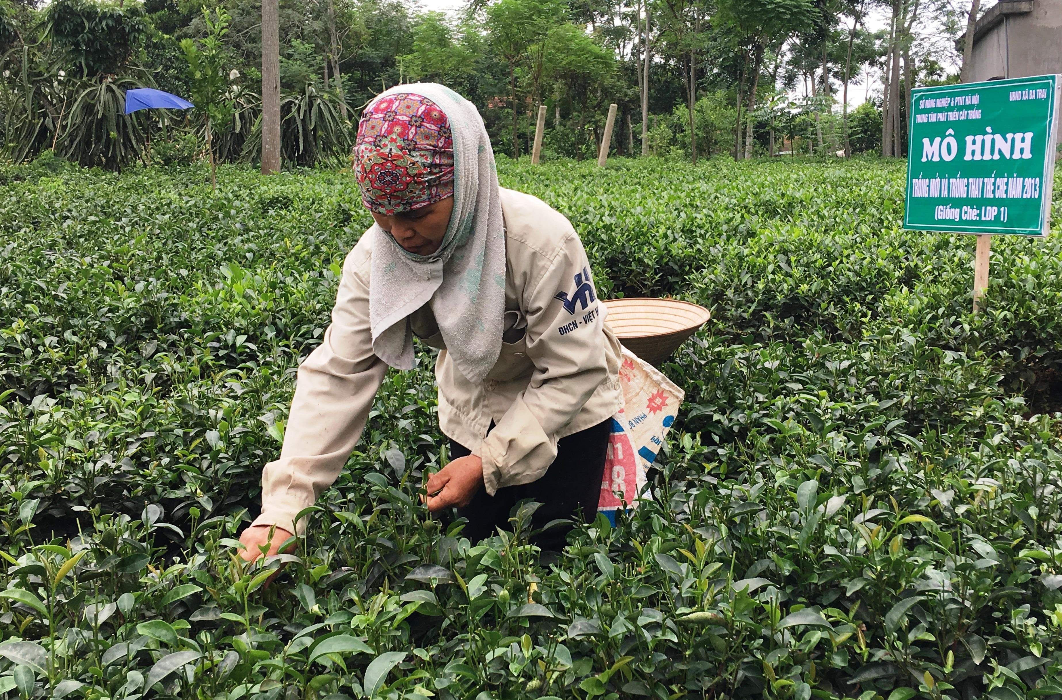 Phát huy hiệu quả vốn vay hướng nghiệp cho lao động nông thôn