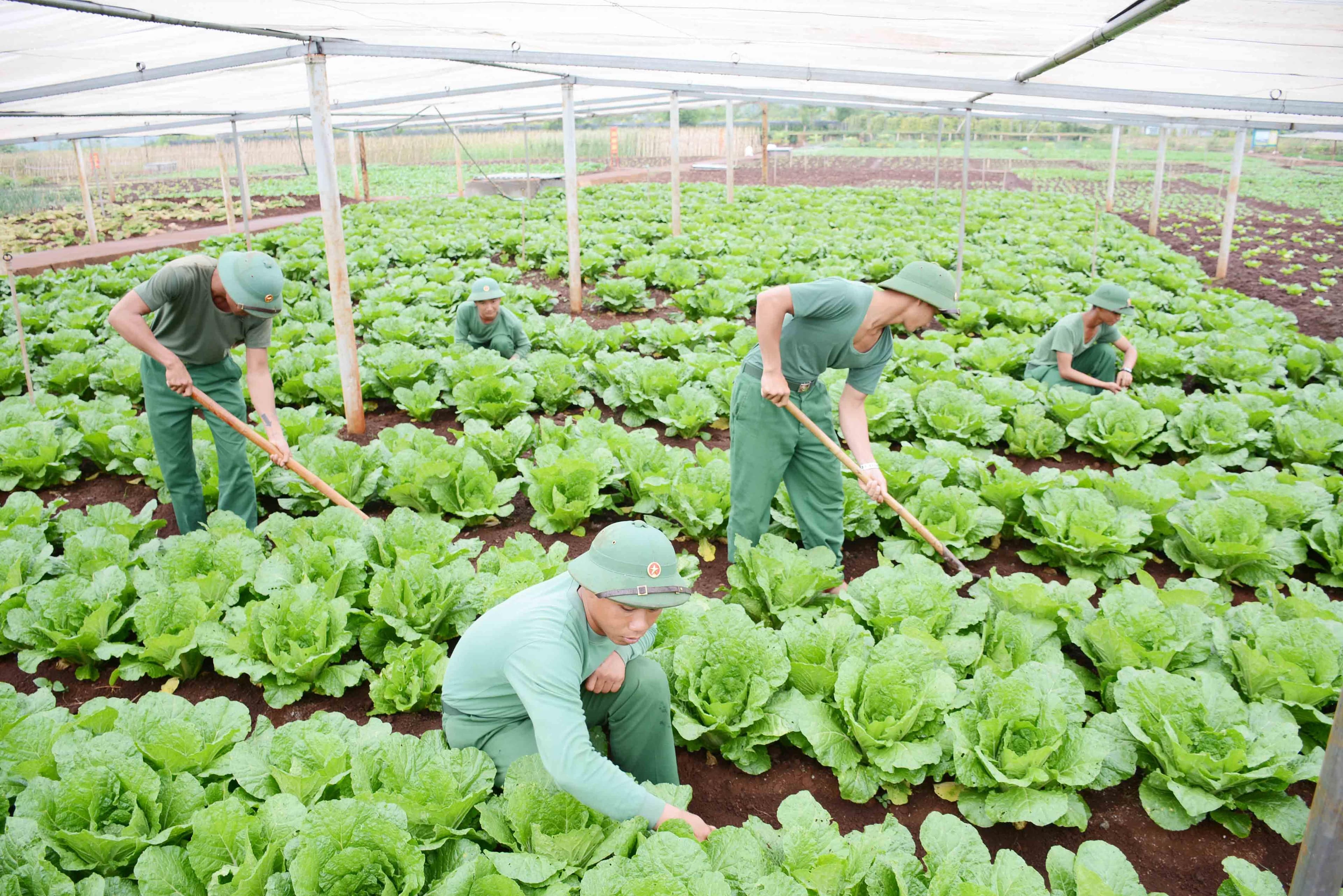 Hiệu quả từ những “nhà máy hậu cần” trên đất Tây Nguyên