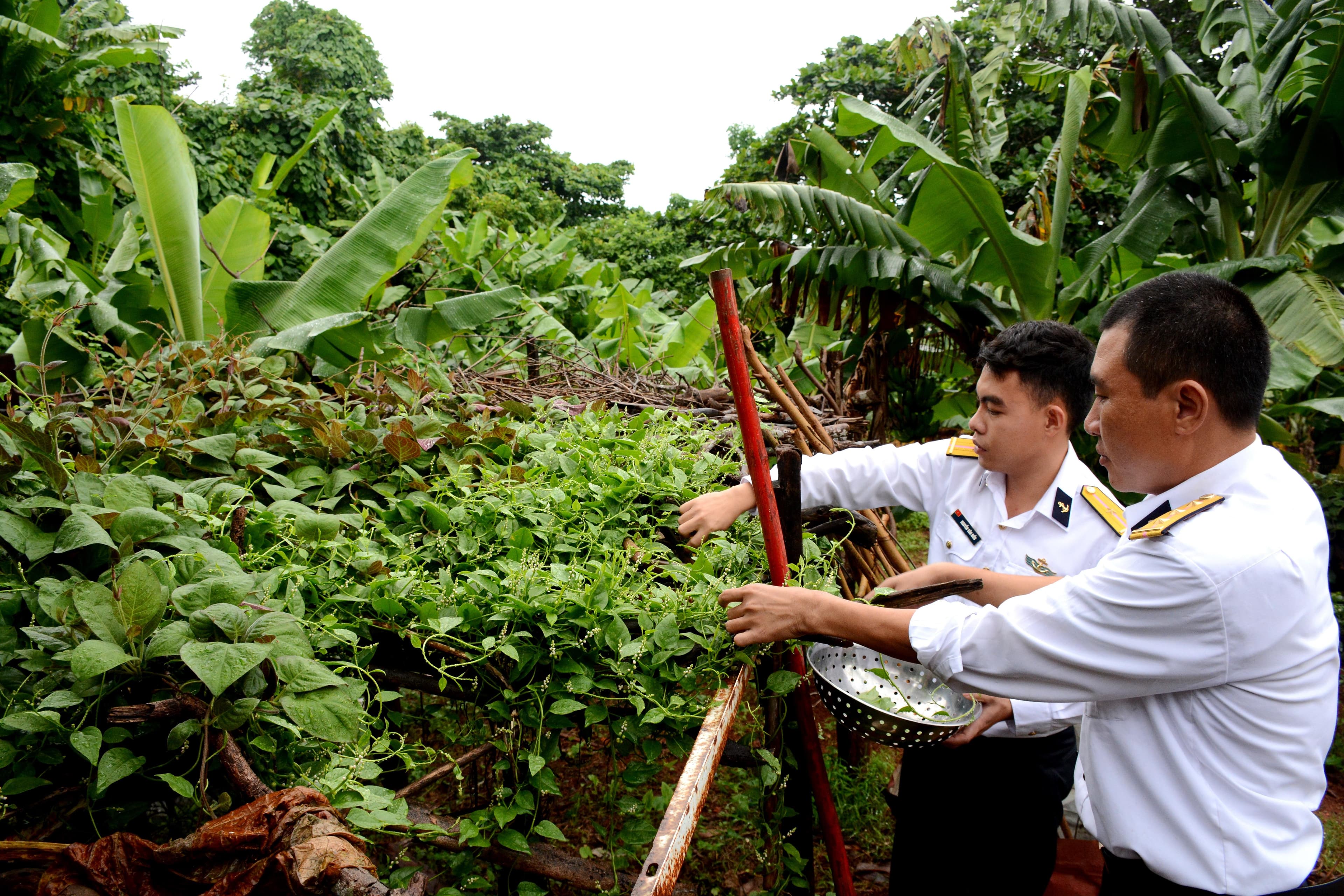 Tăng gia trên đỉnh núi, đảo xa