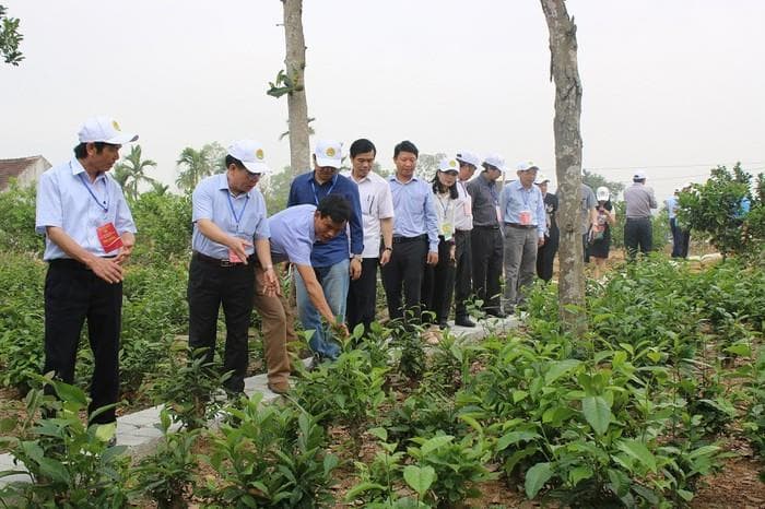 Sức sống mới trên vùng “chảo lửa, túi bom”