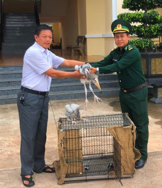Bộ đội Biên phòng phát hiện và bàn giao 2 cá thể chim quý hiếm