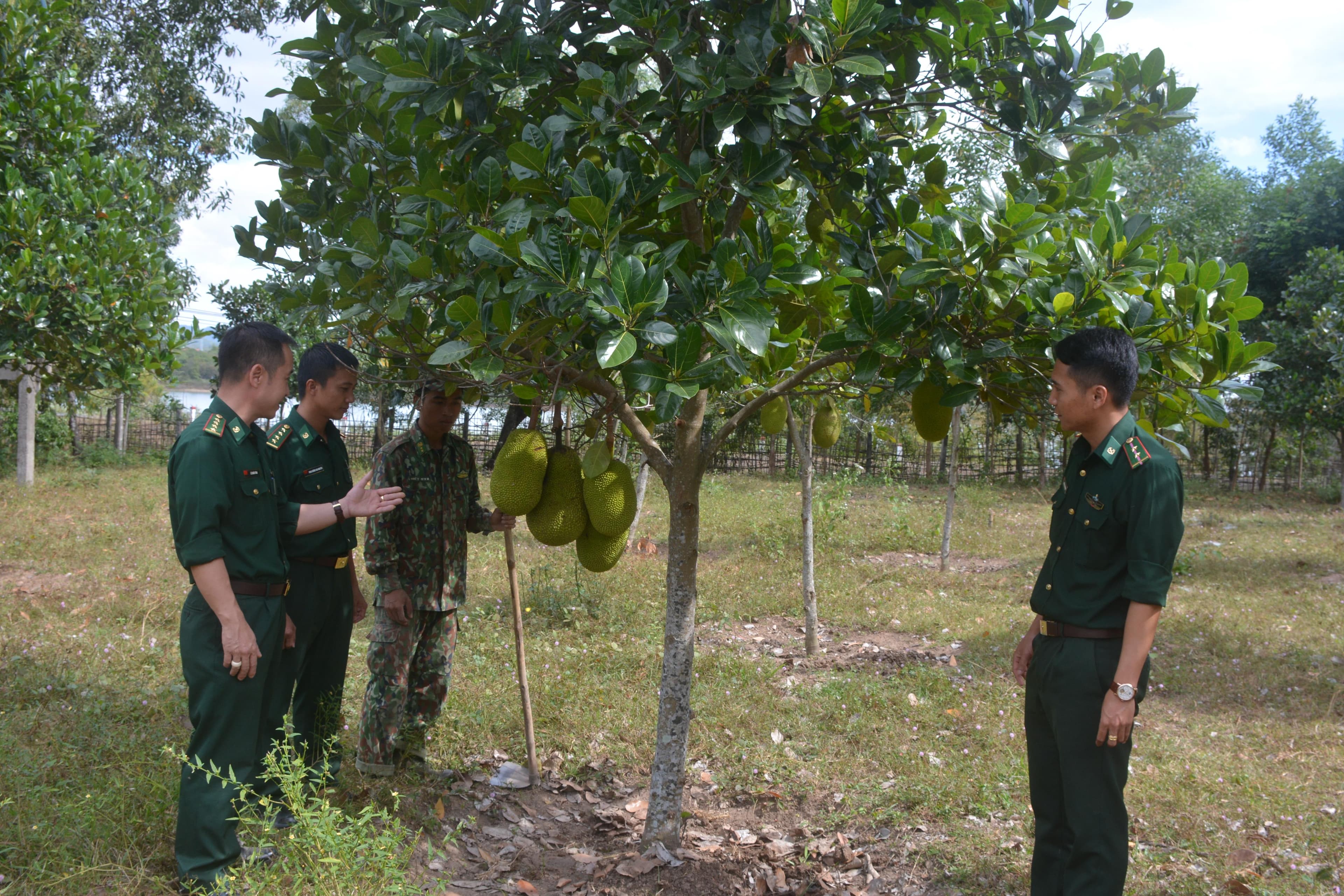 Trang trại nhỏ nhưng hiệu quả