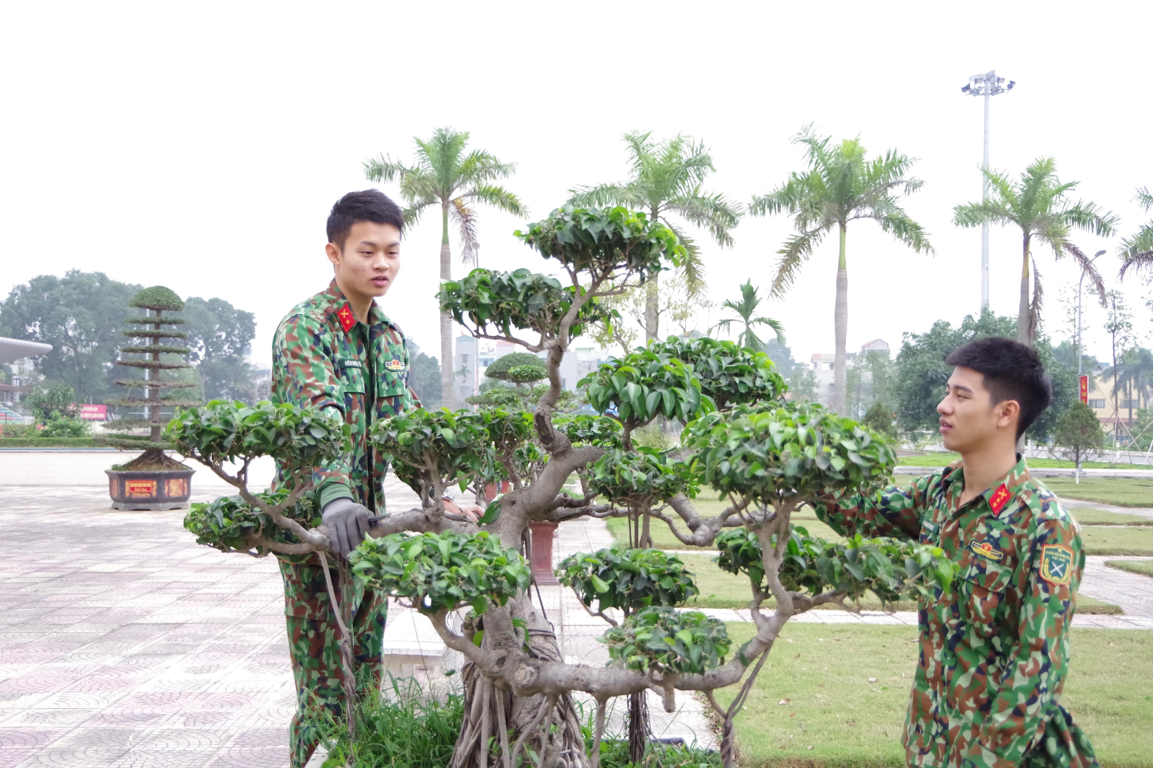 “Kiến trúc sư” cây cảnh