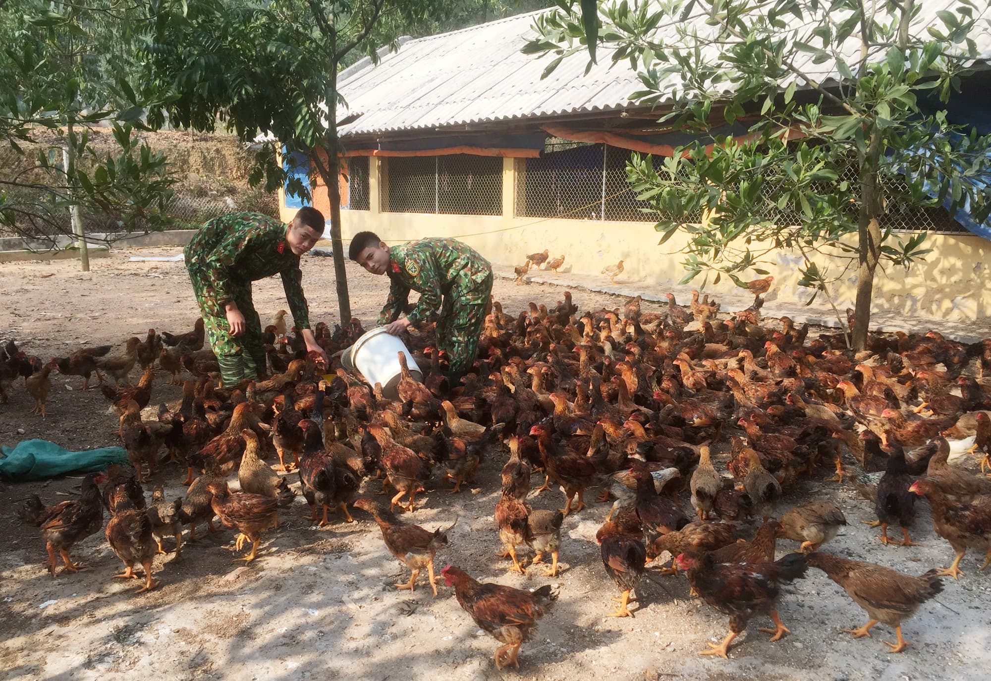 Hiệu quả trong áp dụng mô hình nuôi ấu trùng ruồi lính đen