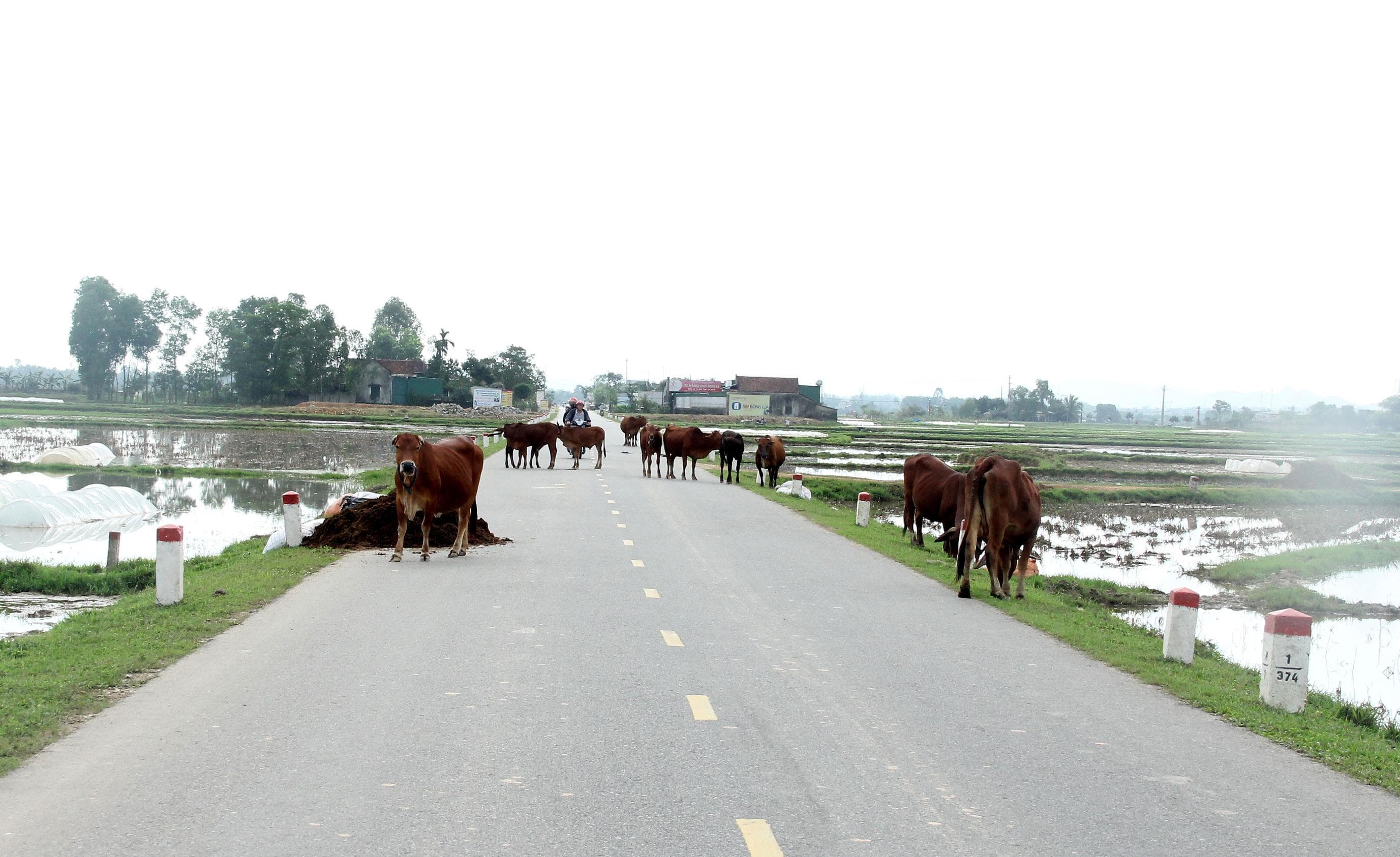 Hà Tĩnh: Tái diễn tình trạng chăn thả gia súc trên quốc lộ
