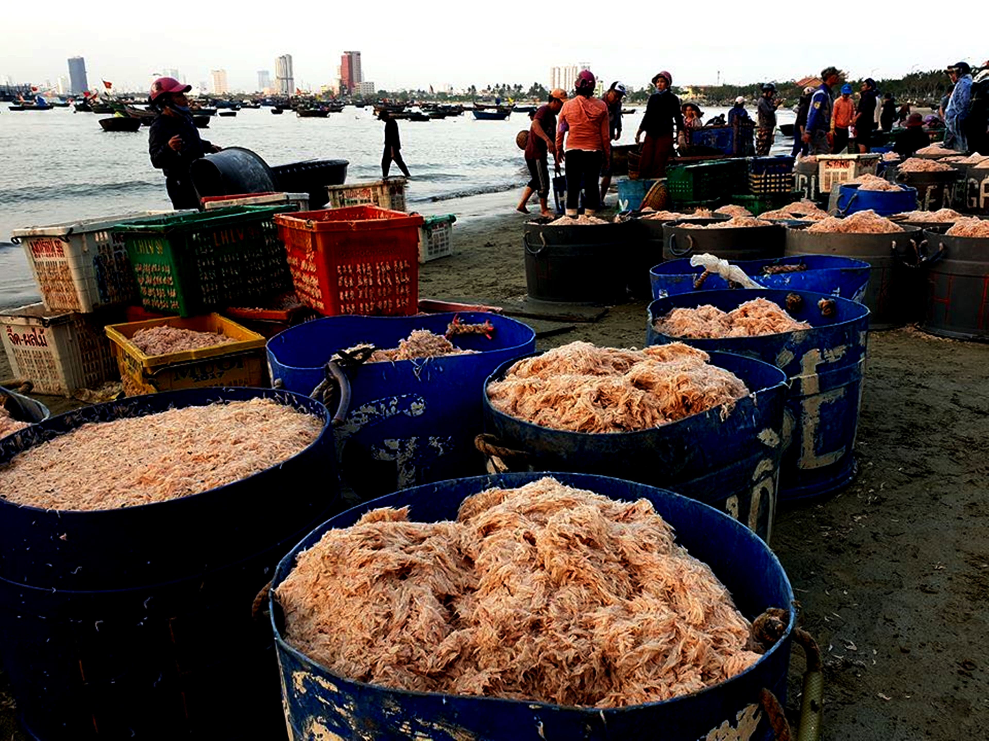 Ngư dân Đà Nẵng được mùa ruốc