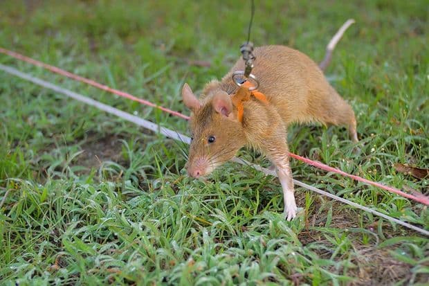Chuột khổng lồ châu Phi làm nhiệm vụ dò mìn ở Campuchia