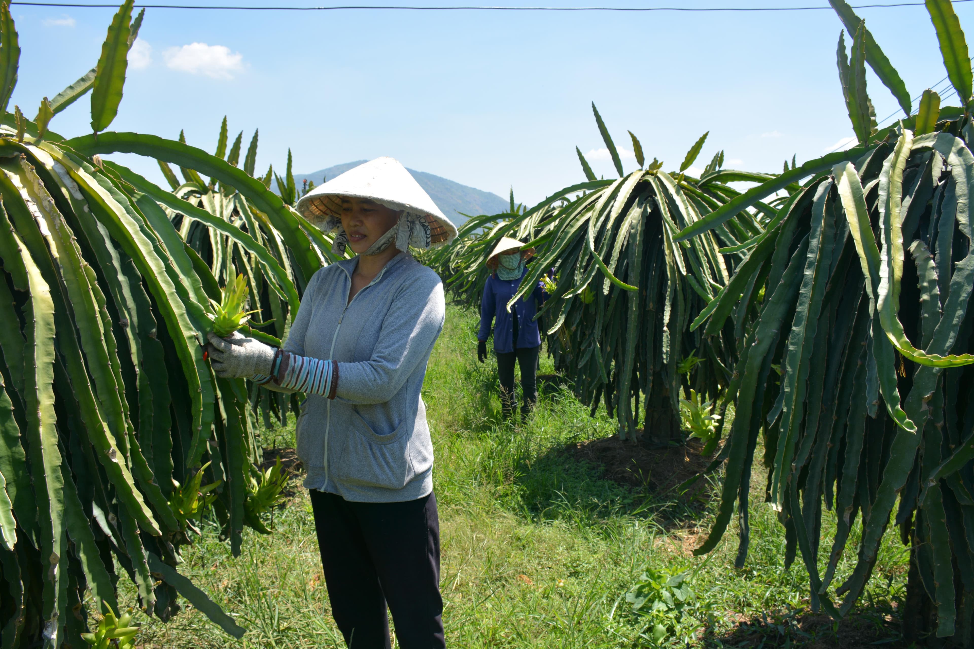 “Vua thanh long miền Đông” và khát vọng làm giàu cùng nông dân