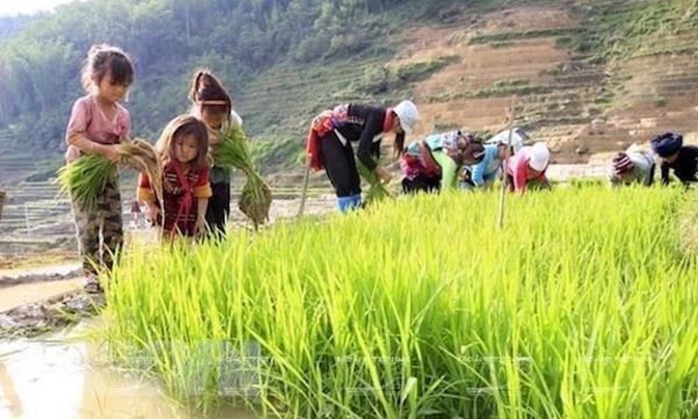 Nâng cao năng lực quốc gia phòng ngừa và giảm thiểu lao động trẻ em