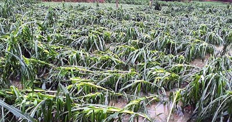 Hà Giang khẩn trương khắc phục hậu quả mưa đá, gió lốc
