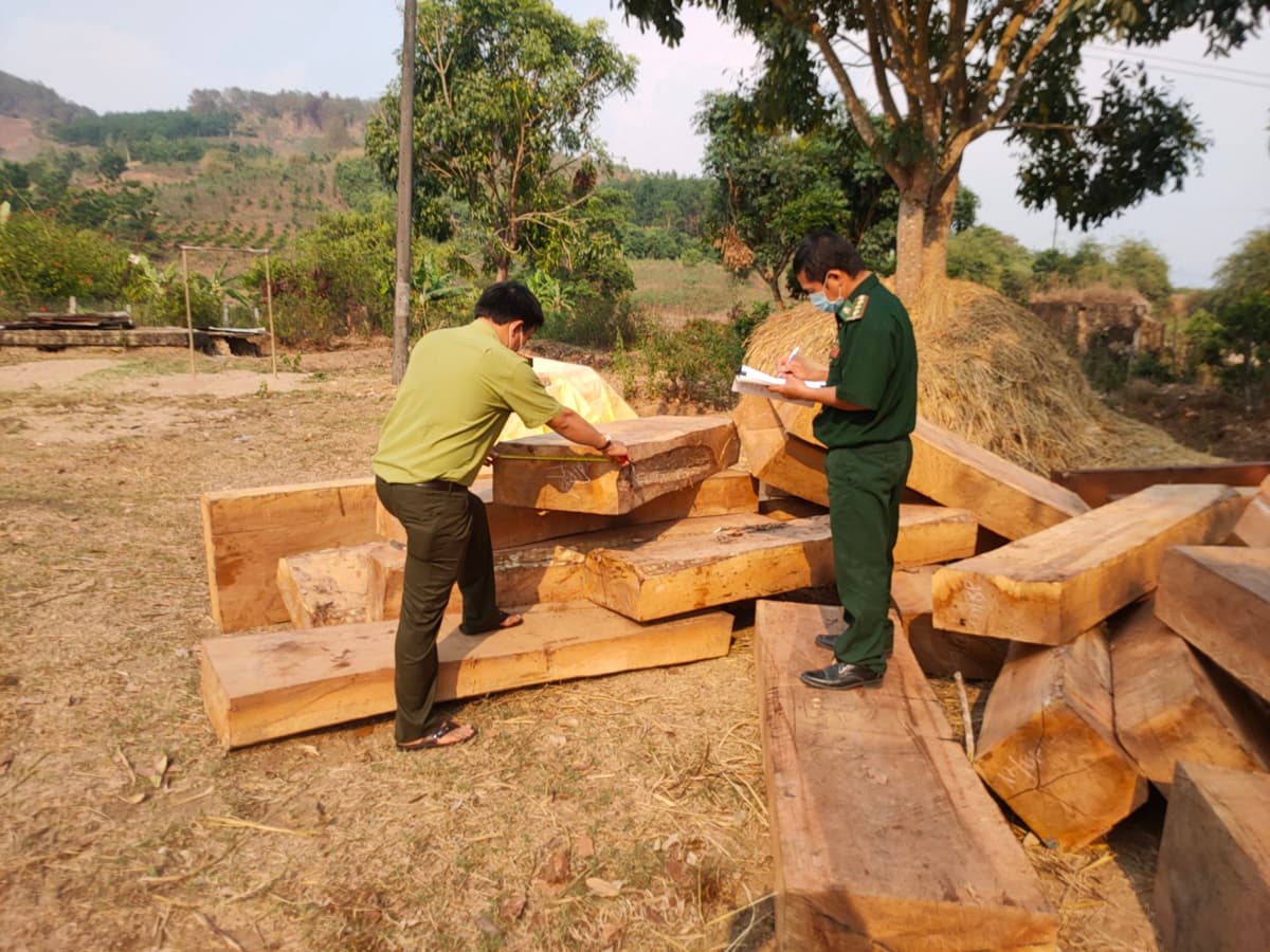 Kon Tum: Thu giữ lâm sản cất giấu trái phép trong vườn cao su