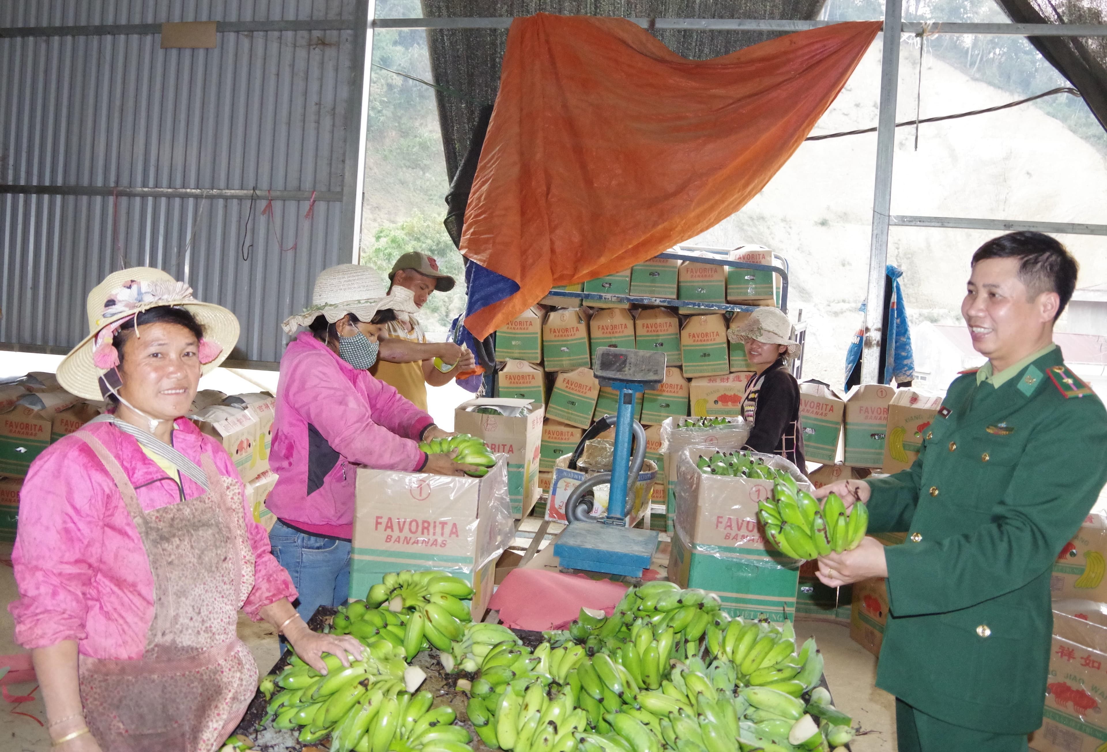 Cây chuối "biên phòng" ở vùng biên