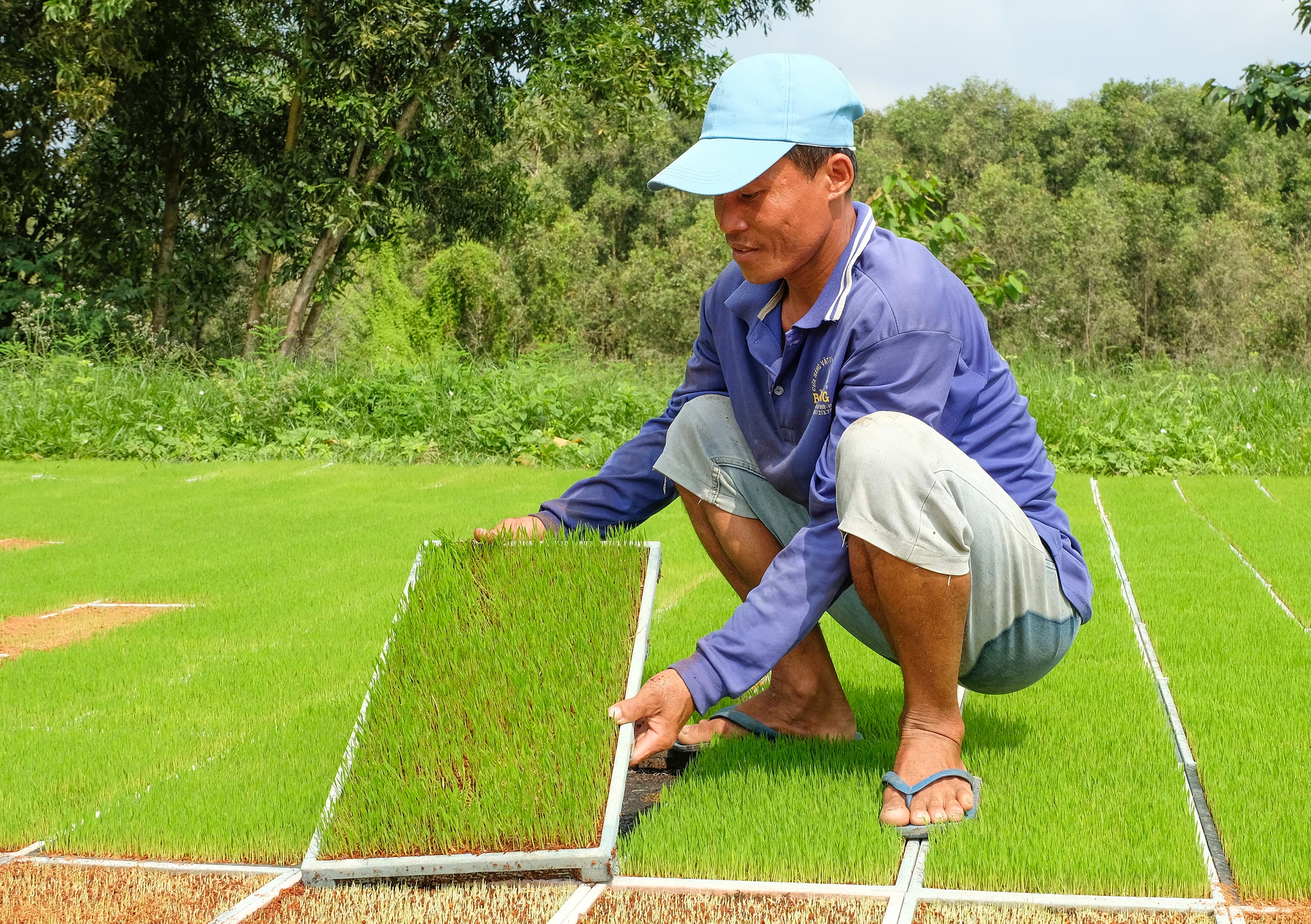 Giảm chi phí sản xuất nhờ đổi mới phương pháp gieo giống