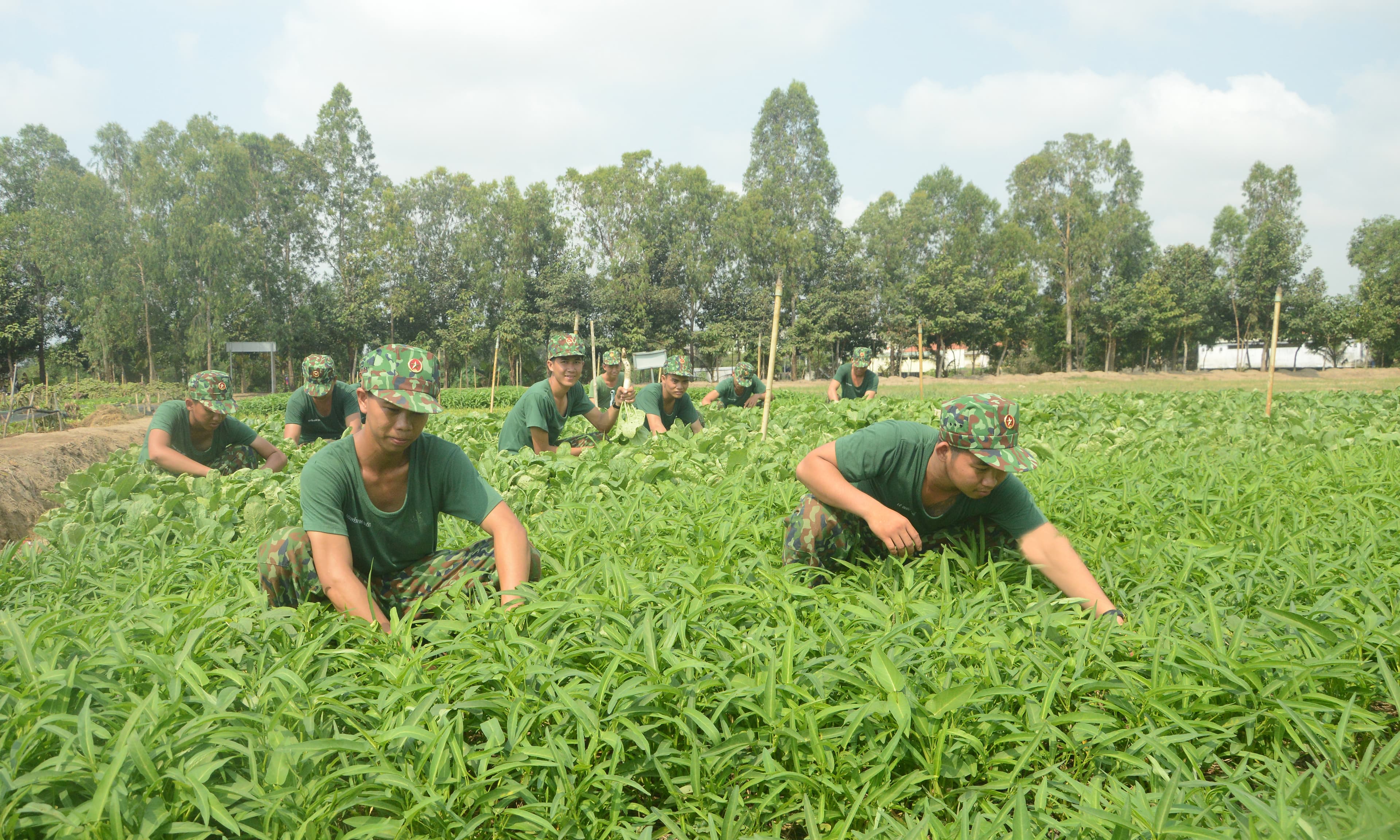 Bảo đảm đủ rau ăn trong mùa hạn