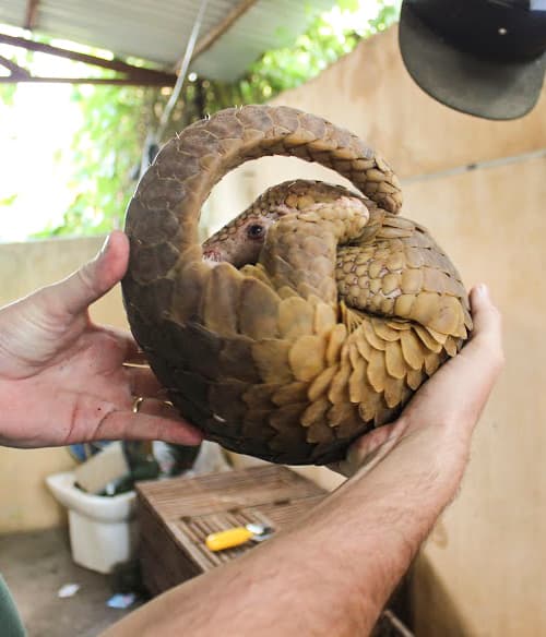 Cà Mau: 4 đối tượng vận chuyển, mua bán động vật hoang dã lĩnh tổng cộng 37 năm tù