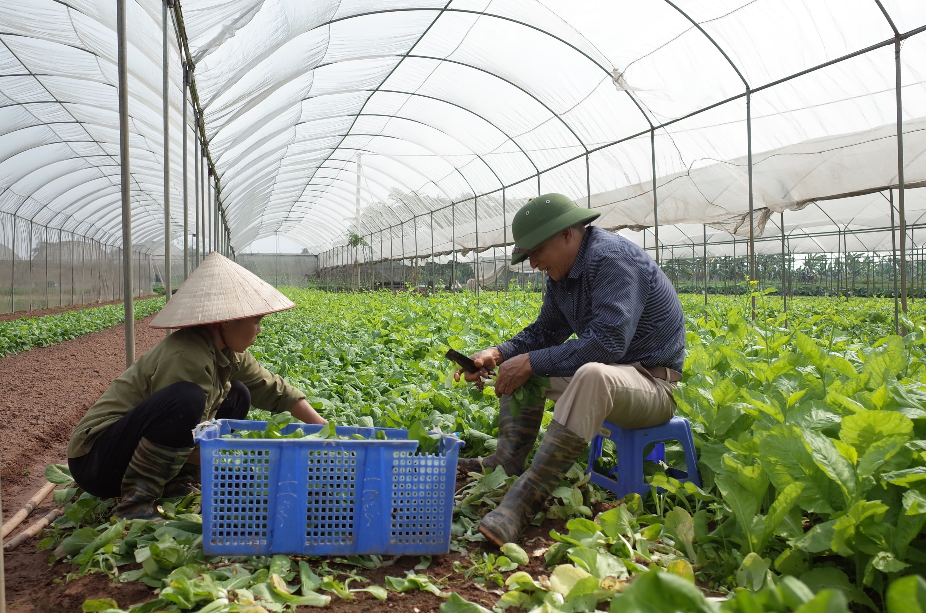 Thúc đẩy ngành nông nghiệp Thủ đô tăng trưởng trở lại