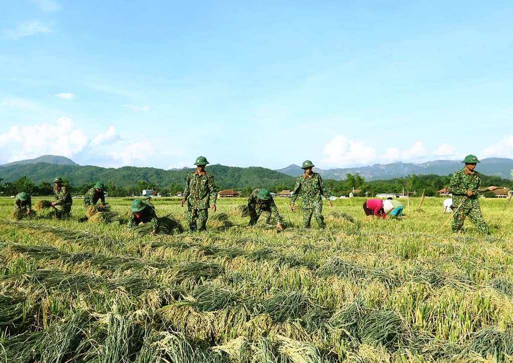 Mường Thanh ấm tình quân dân mùa gặt