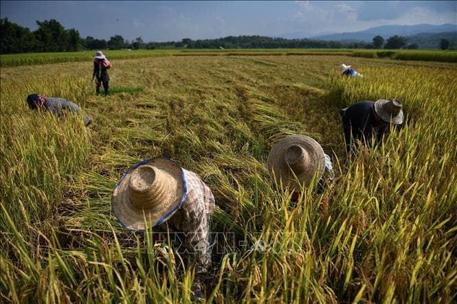 Xuất khẩu gạo Thái Lan gặp bất lợi về giá