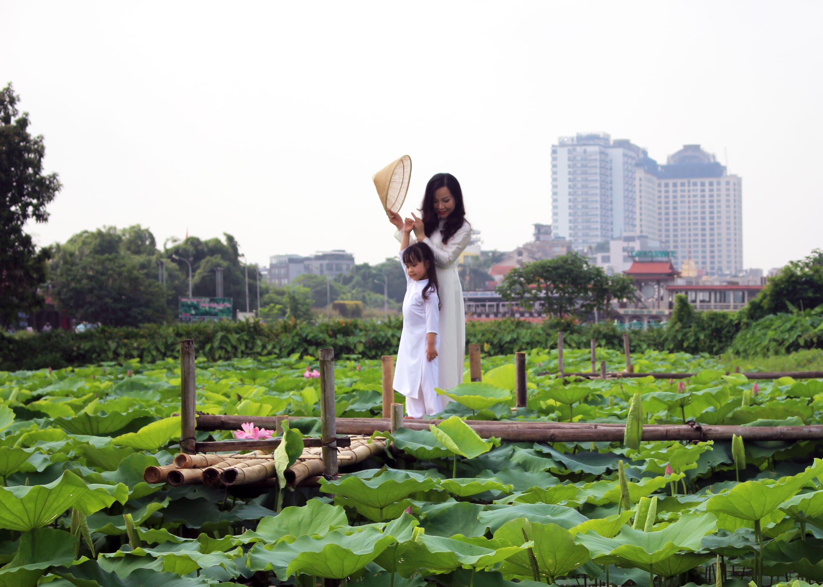 Sen Tây Hồ dịu dàng trong nắng sớm