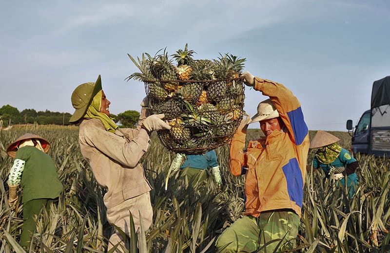 Một ngày ở “thủ phủ” dứa Tam Điệp