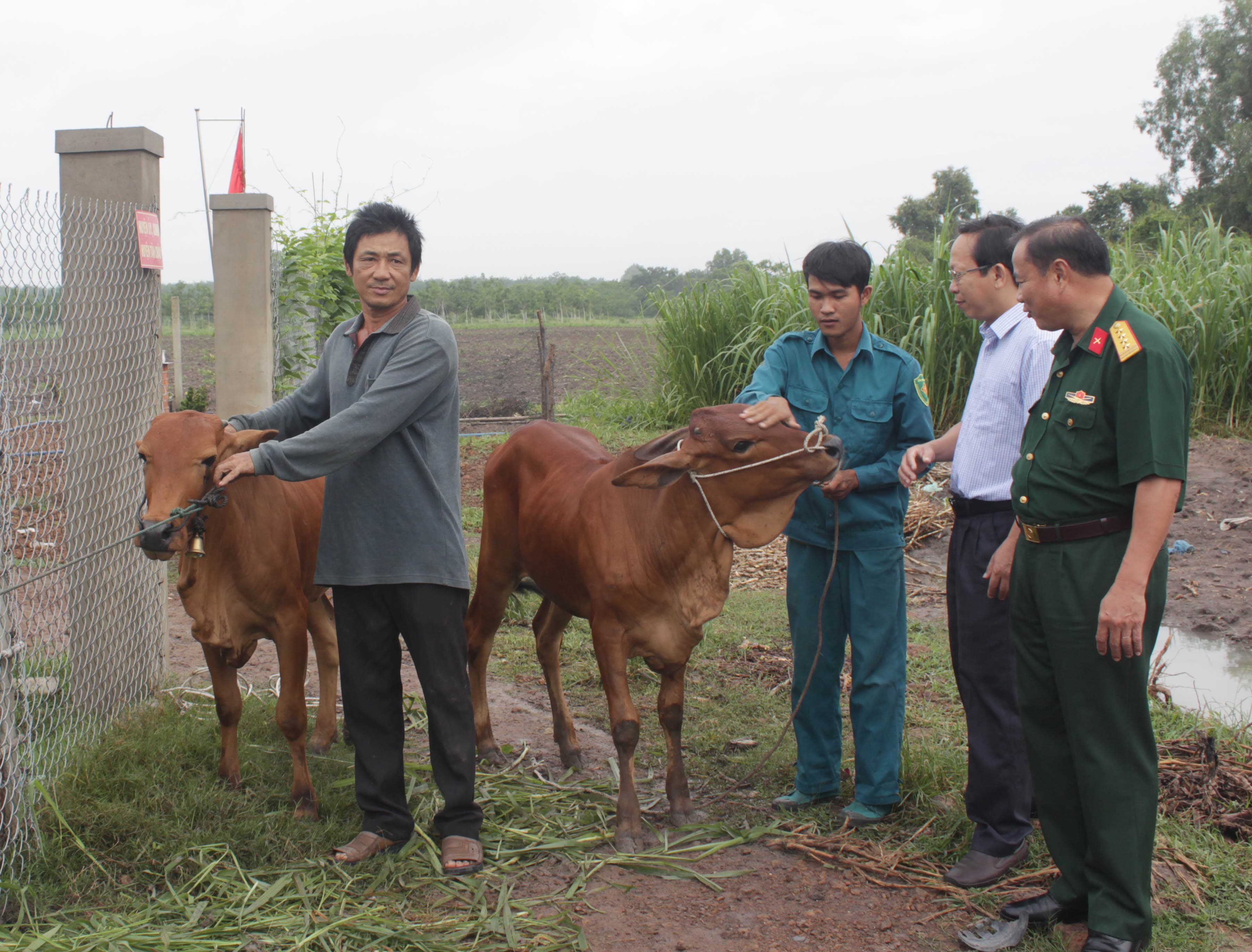 Tỉnh Tây Ninh tặng bò giống cho người dân tại điểm dân cư biên giới