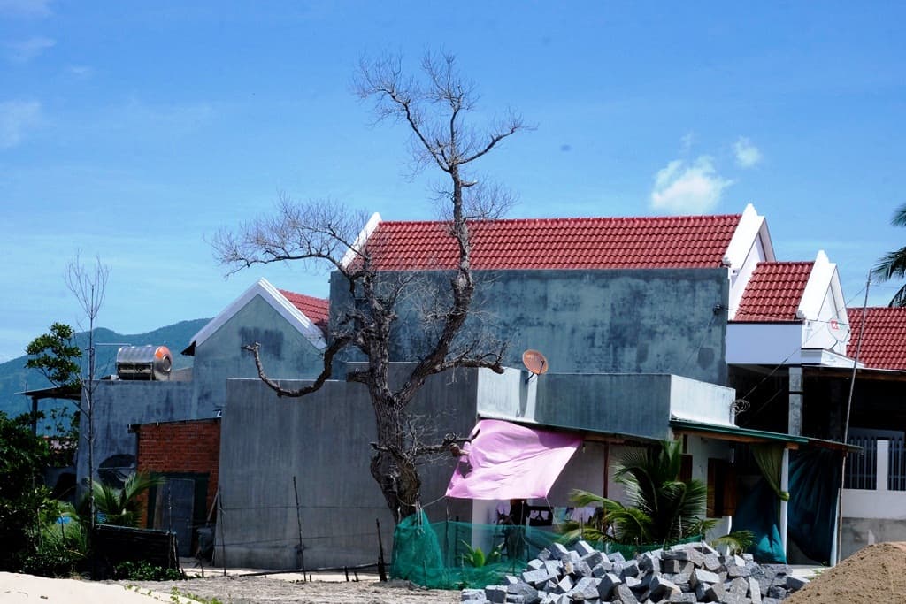 Khánh Hòa: Rừng ngập mặn Tuần Lễ đang chết dần