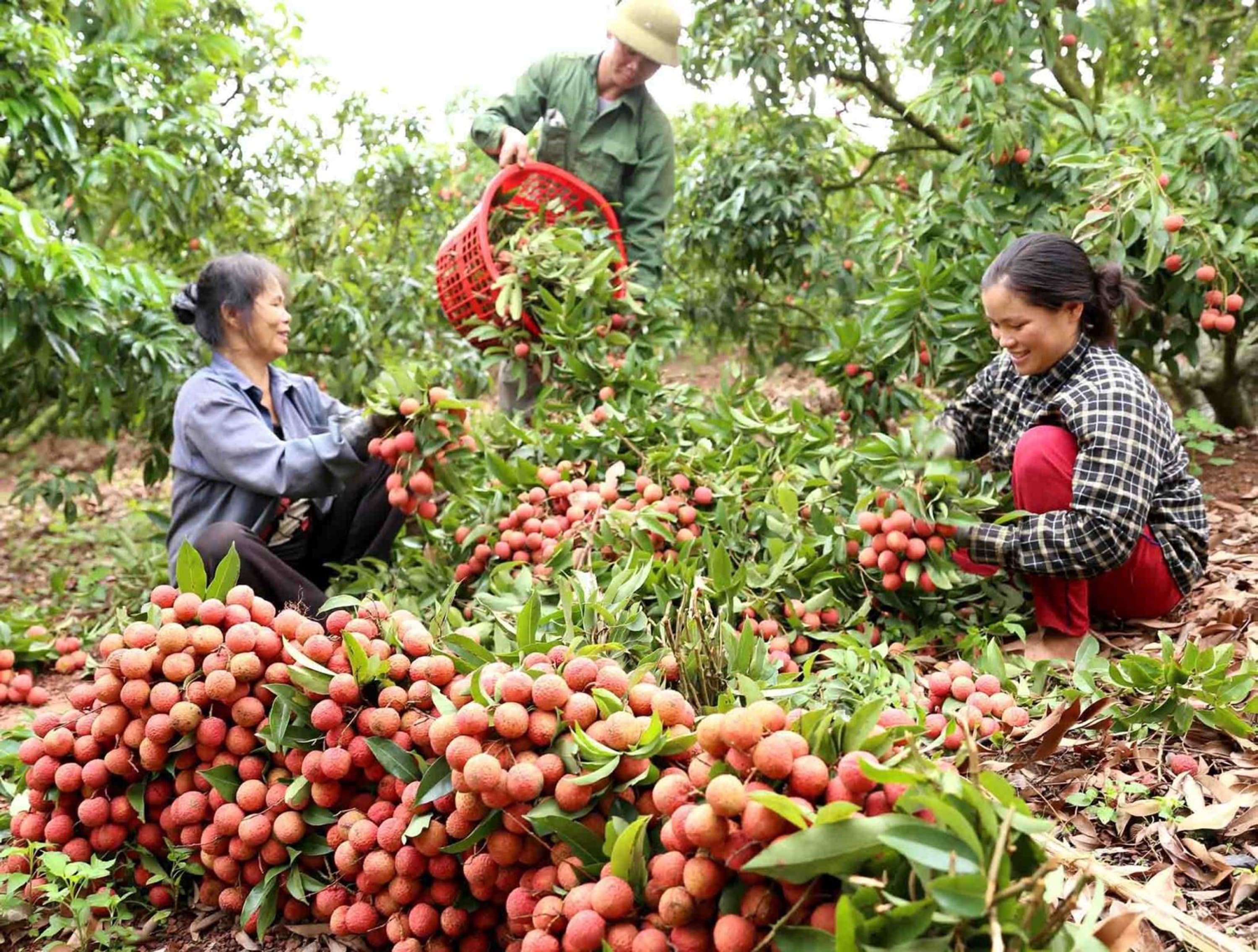 Chính sách góp phần đưa Việt Nam trở thành hình mẫu về giảm nghèo