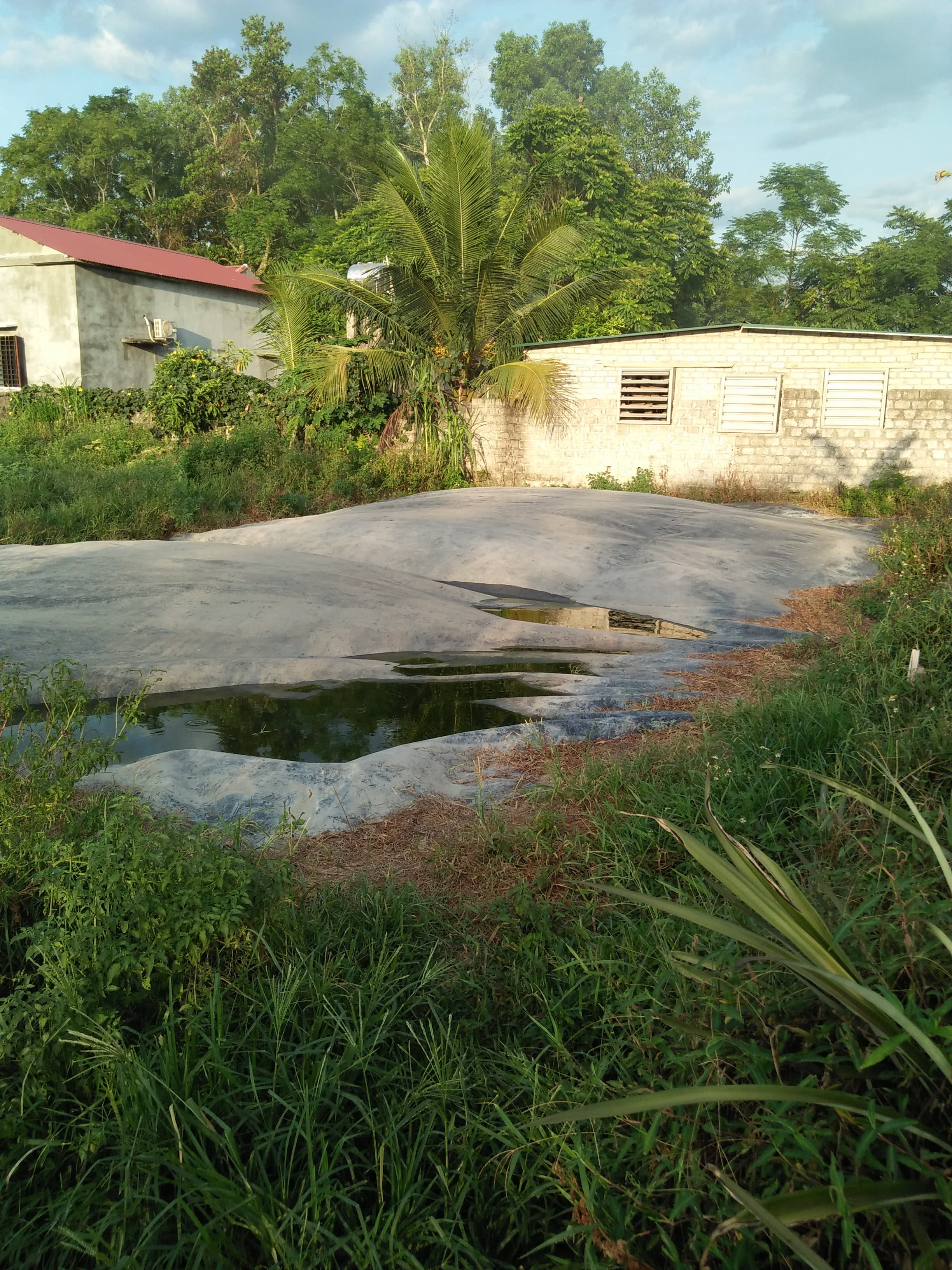Trại chăn nuôi lợn gây ô nhiễm môi trường