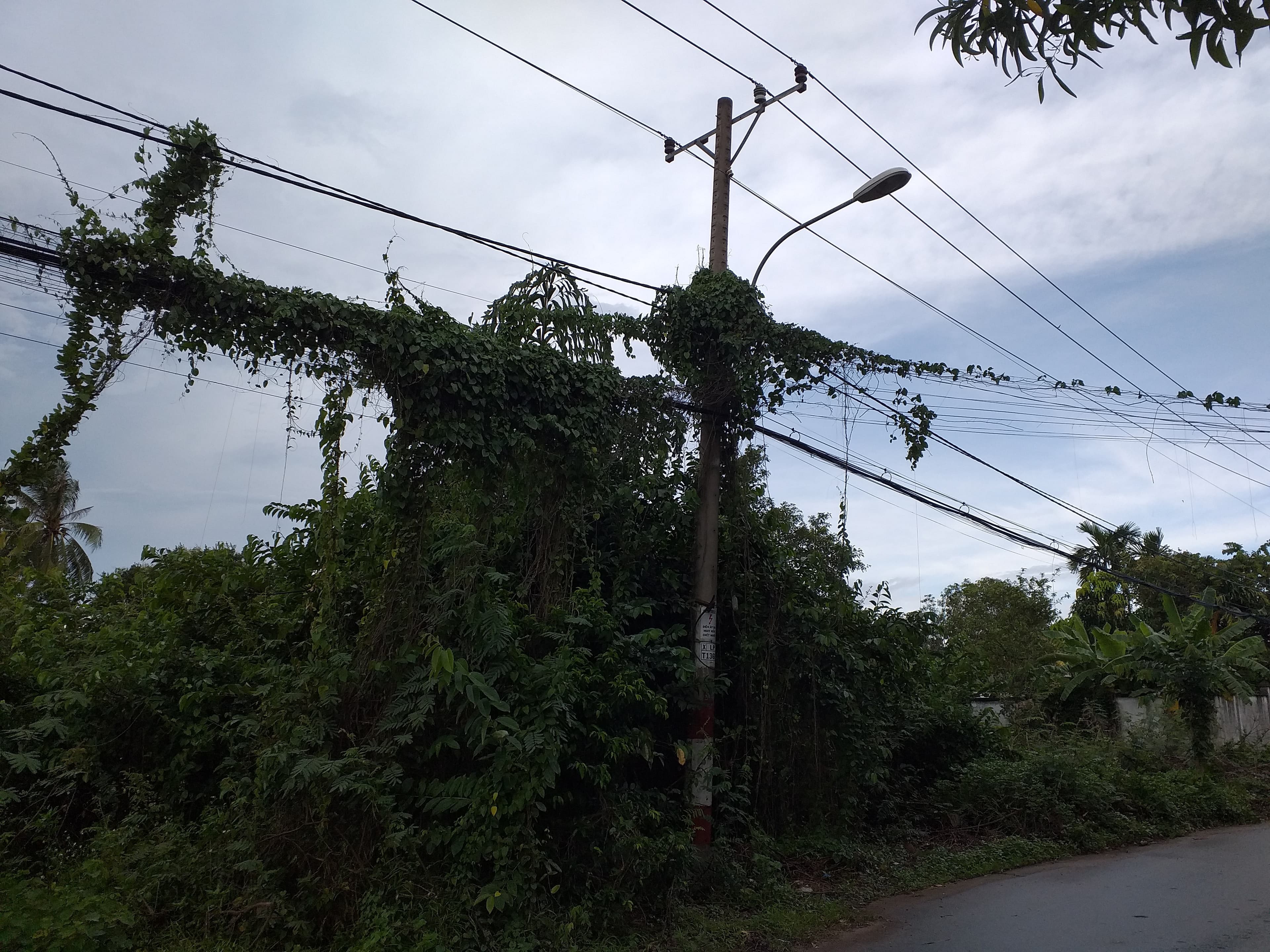 Nguy hiểm dây leo trùm đường dây tải điện