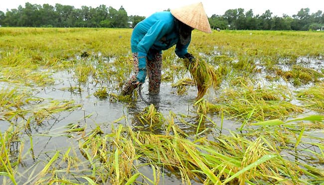Bão số 2 làm 2 người chết, hơn 2.400 ha lúa và hoa màu ngập úng