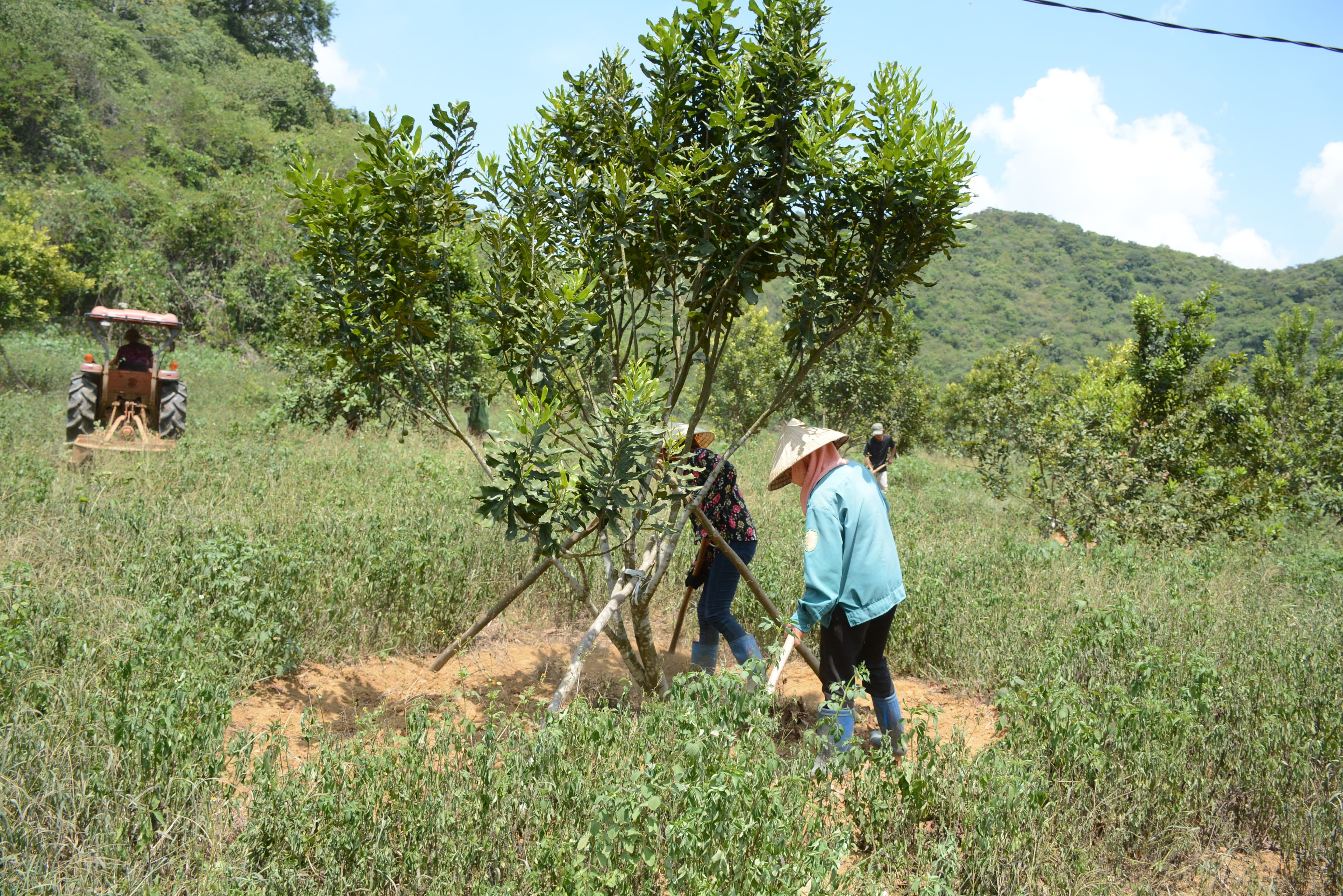 Khai thác tiềm năng phát triển cây mắc-ca