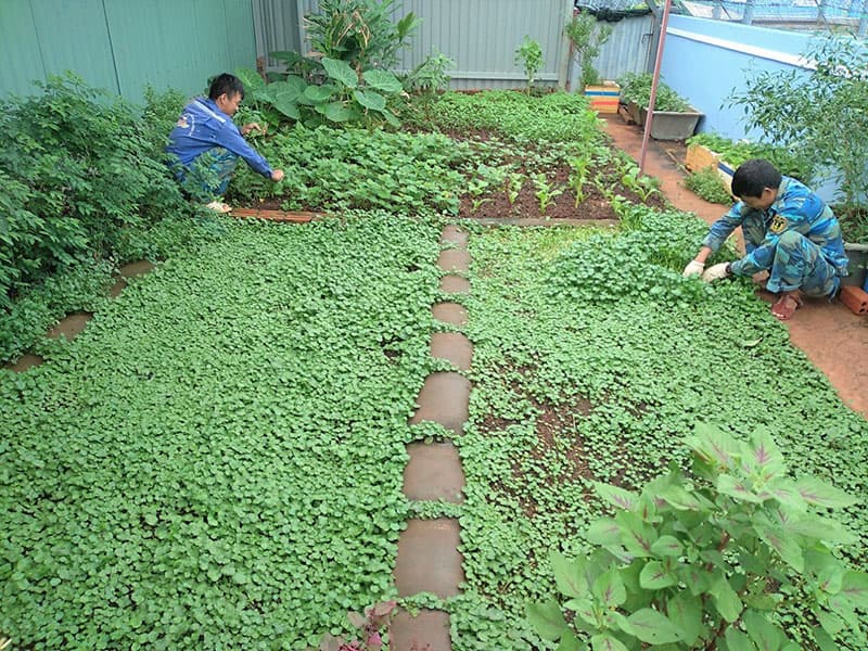 Ngăn sóng, che gió, trồng rau ở âu tàu đảo Sinh Tồn