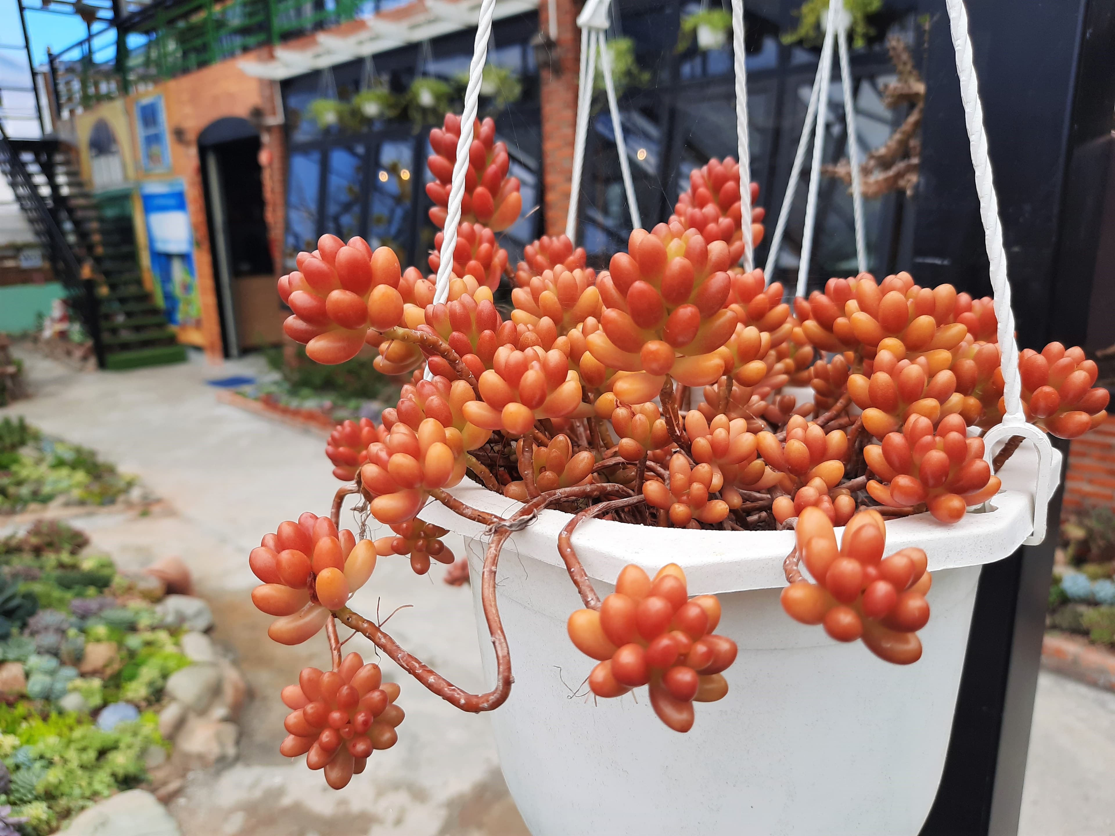 Sắc hoa trong dáng lá