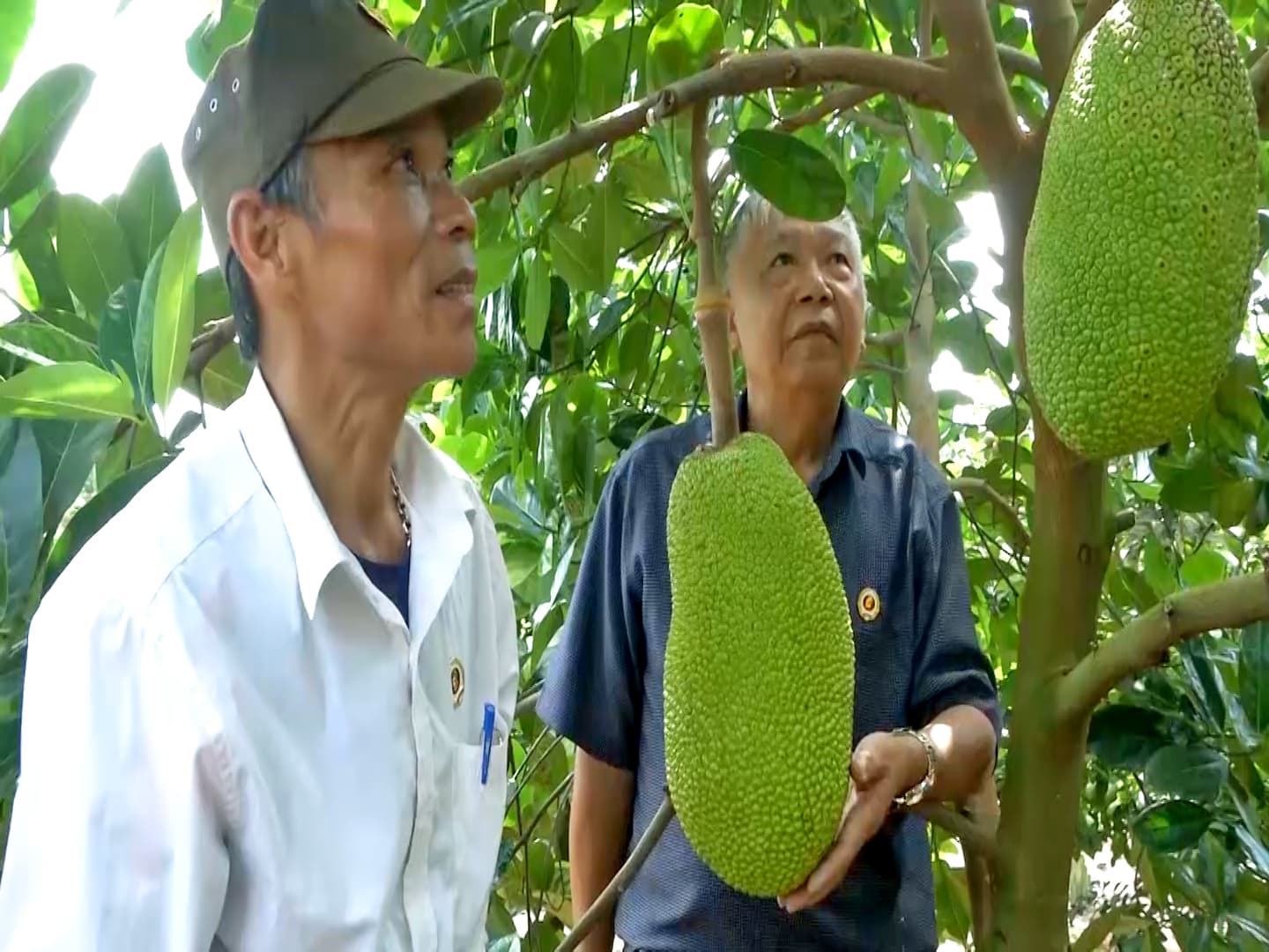 Hiệu quả mô hình vườn cây ăn quả tổng hợp đa canh