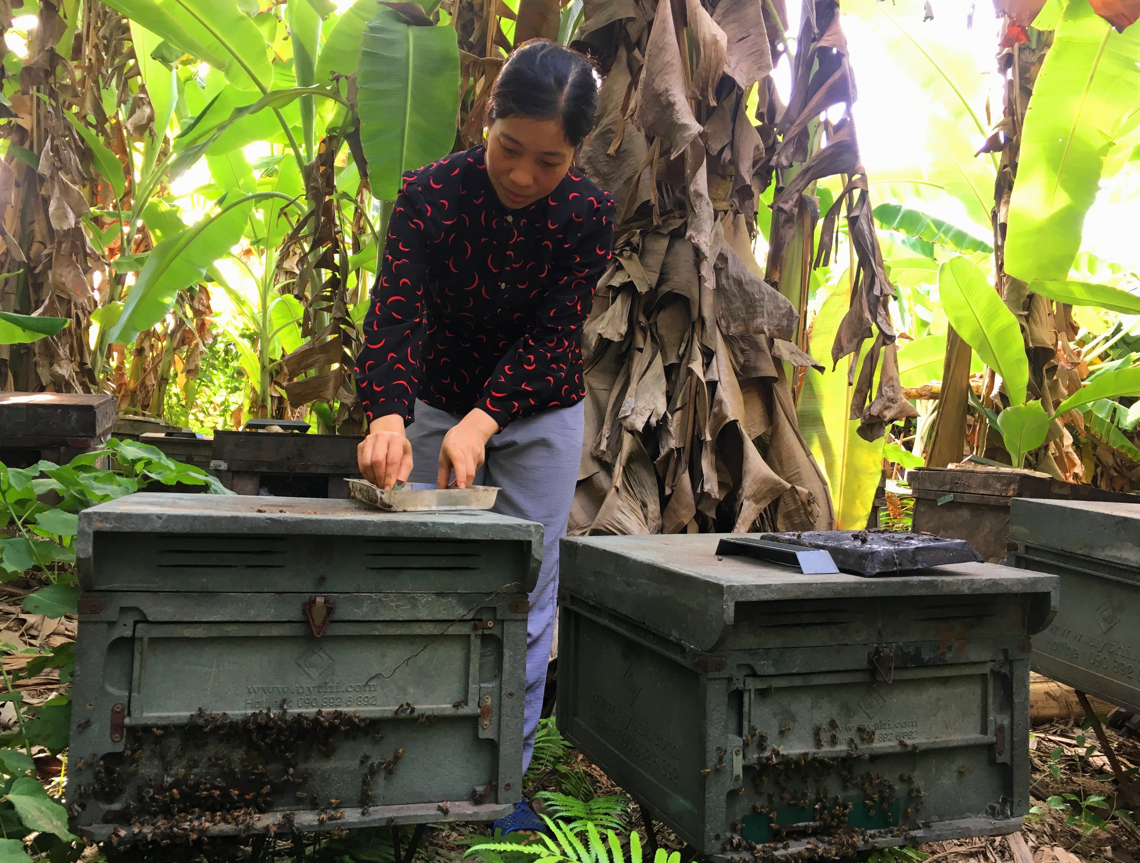 Nghề lấy mật ngọt ven biển cho thu nhập cao