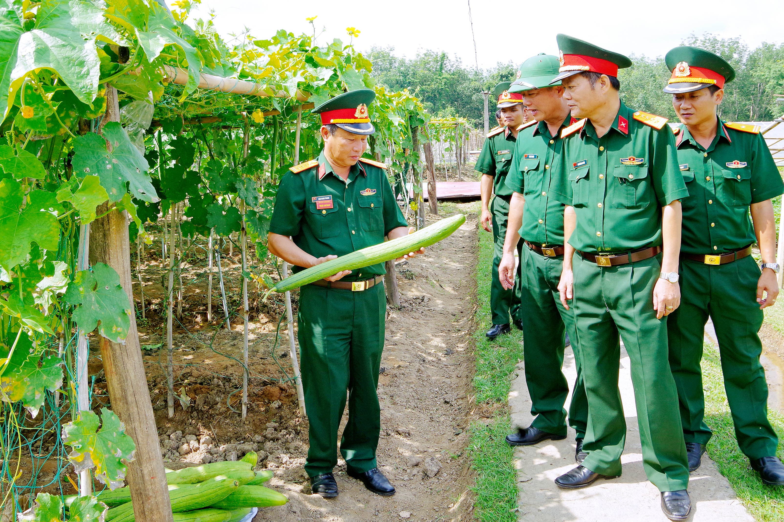 Bảo đảm đủ rau xanh trong bữa ăn của bộ đội