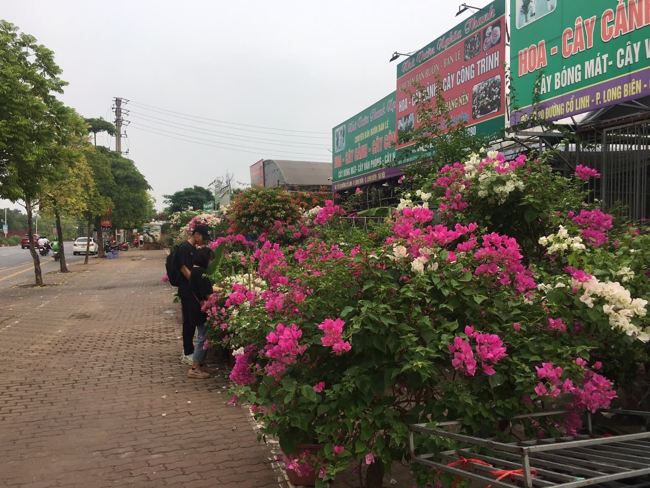 Cổ Linh-phố hoa mới của Hà Nội