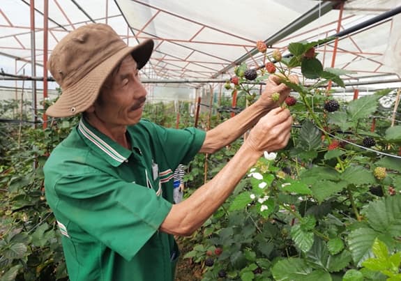 Thành công nhờ trồng trái cây "độc, lạ"