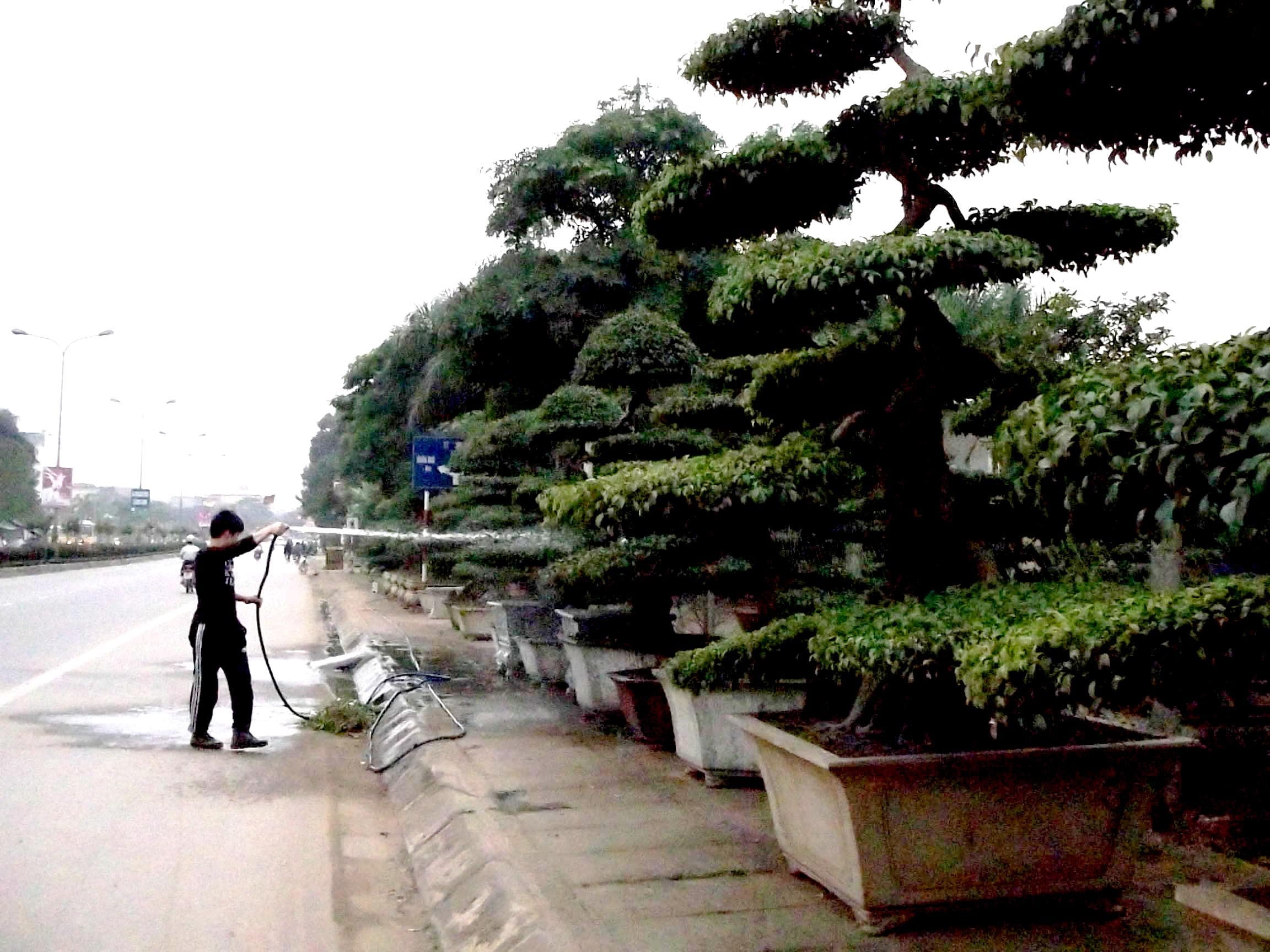 Cây cảnh lấn vỉa hè