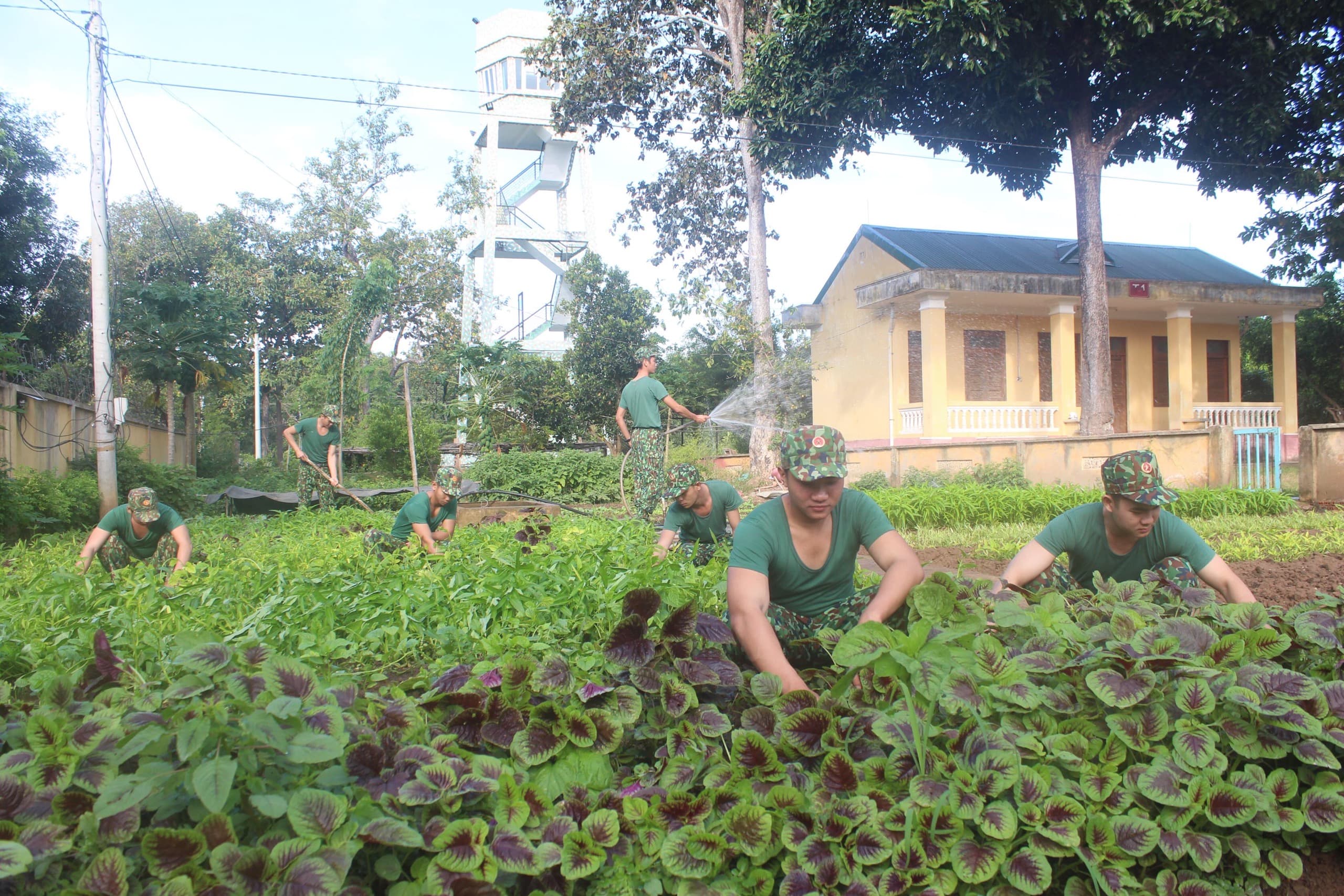 Hiệu quả mô hình "Tiểu trang trại cấp đồn"