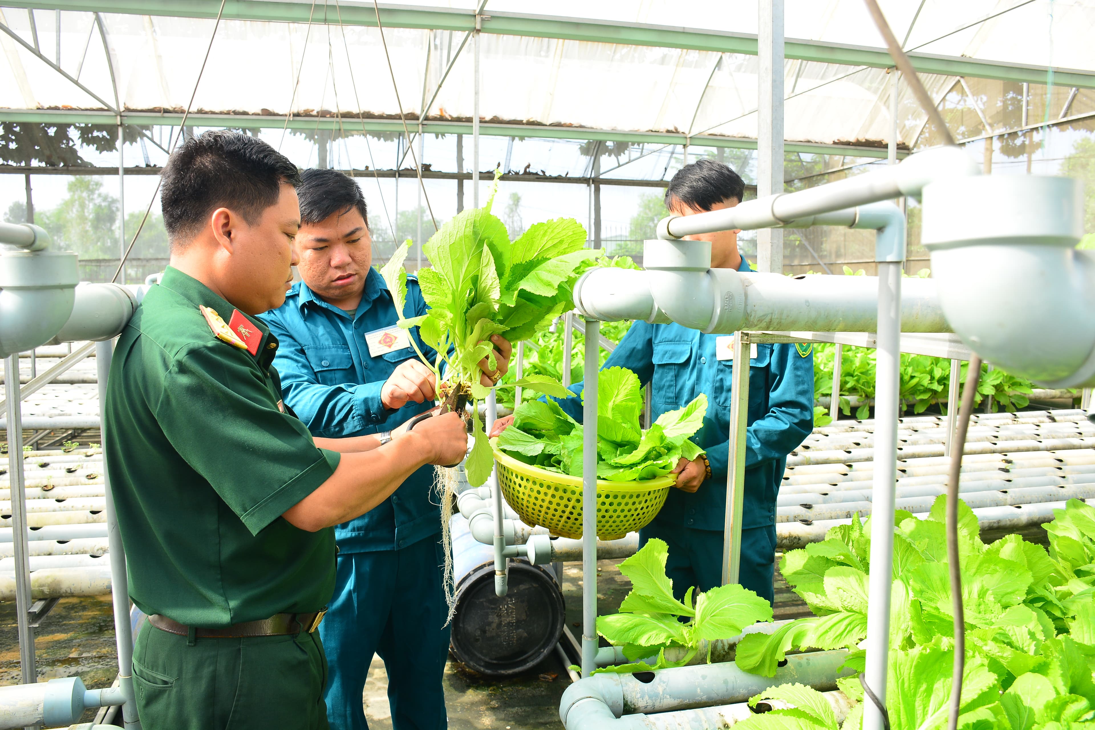 Có rau sạch, bữa ăn bộ đội thêm ngon