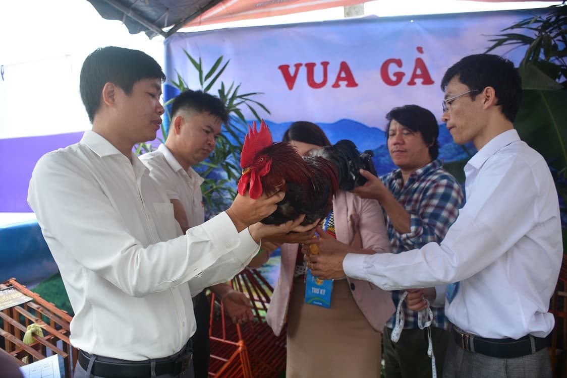 Độc đáo cuộc thi “sắc đẹp” của gà Tiên Yên