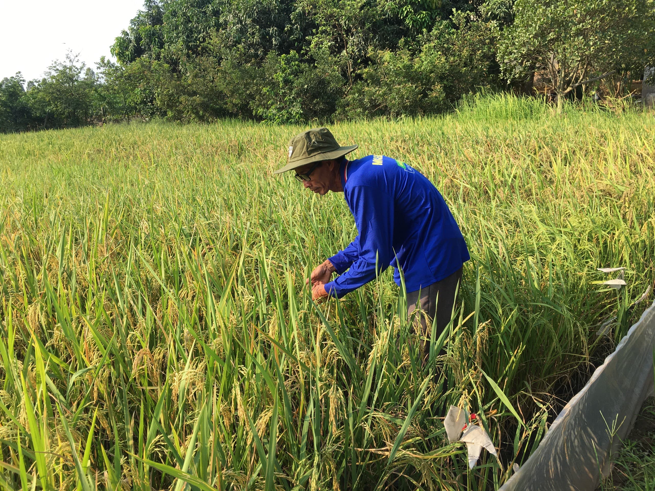 Lão "gàn" nặng lòng với các giống lúa mới