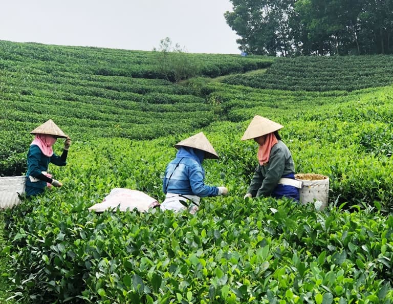 Nâng cao giá trị cây chè từ mô hình sản xuất an toàn