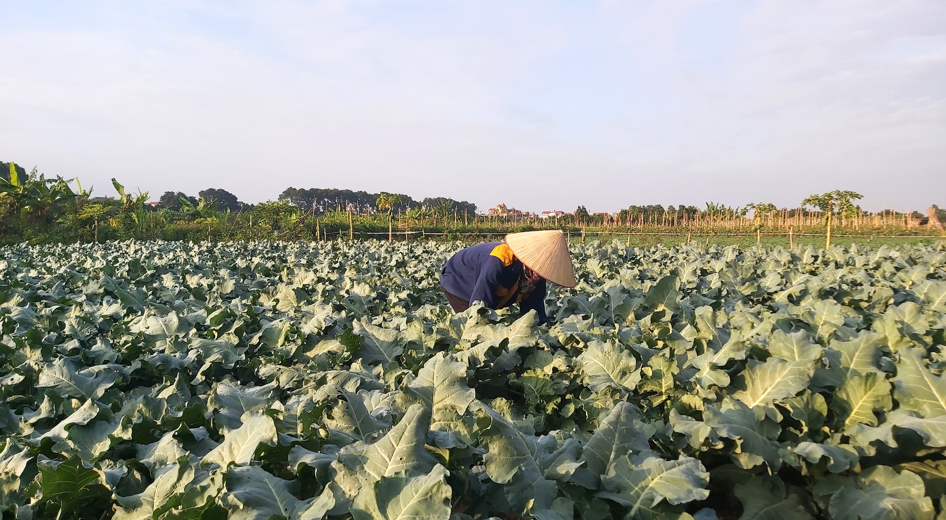 "Chắp cánh" cho thương hiệu truyền thống