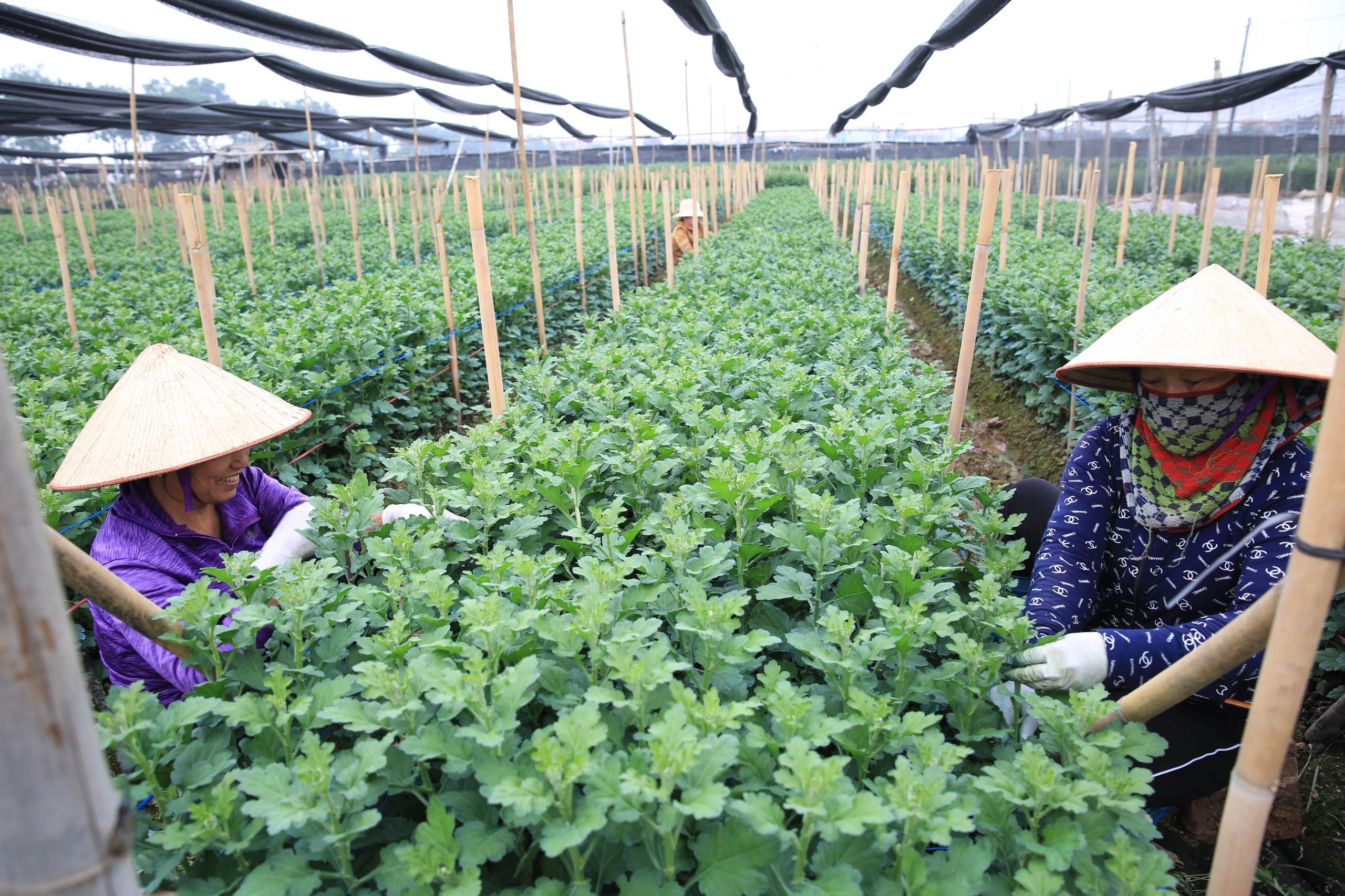Tháo gỡ khó khăn trong ứng dụng công nghệ vào sản xuất hoa, cây cảnh